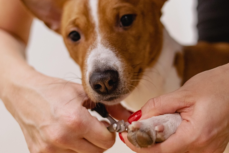 Essential Dog Groomer Resume Template: Stand Out in the Pet Care Industry