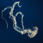 Essential Marine Engineer CV Template: Stand Out in the Maritime Industry
