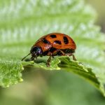 Navigating Your Career Path as a Pest Control Technician: Essential Roadmaps for Success