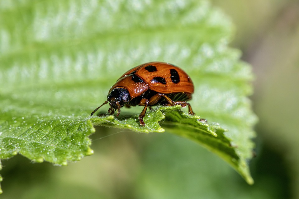 Navigating Your Career Path as a Pest Control Technician: Essential Roadmaps for Success