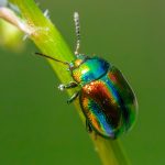 Essential Pest Control Technician Resume Template: Stand Out in Your Job Search