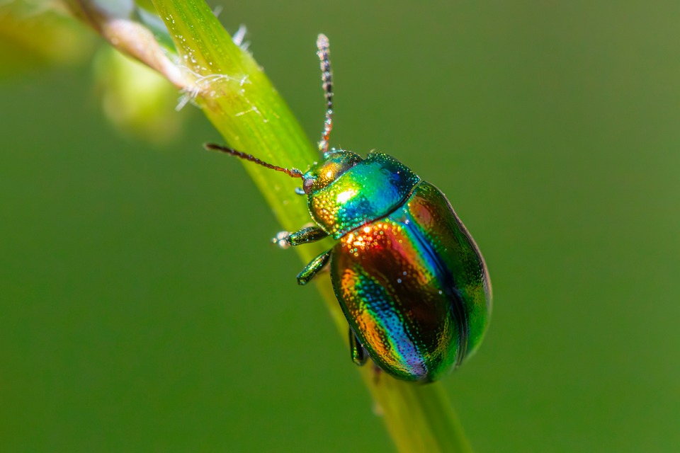 Essential Pest Control Technician Resume Template: Stand Out in Your Job Search