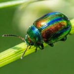 Essential Interview Guide for Pest Control Technicians: Tips to Land Your Dream Job