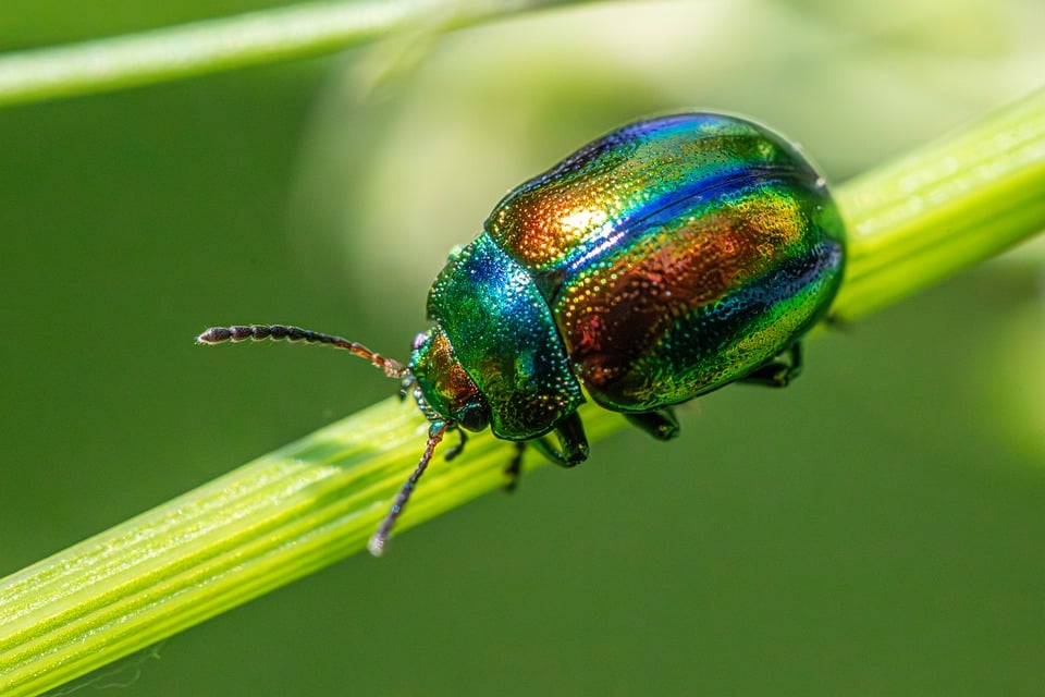 Essential Interview Guide for Pest Control Technicians: Tips to Land Your Dream Job