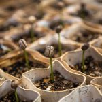 How to Craft an Impressive Nursery Manager Cover Letter: Tips and Examples for Success