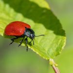 How to Craft an Impactful Cover Letter for a Pest Control Technician Position: Tips and Examples