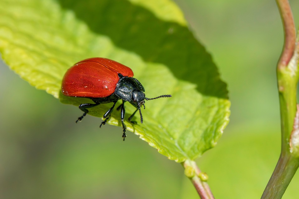 How to Craft an Impactful Cover Letter for a Pest Control Technician Position: Tips and Examples