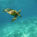 Navigating Your Future: A Comprehensive Career Roadmap for Marine Engineers