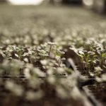 Essential Nursery Manager Resume Template: Stand Out in Your Job Application