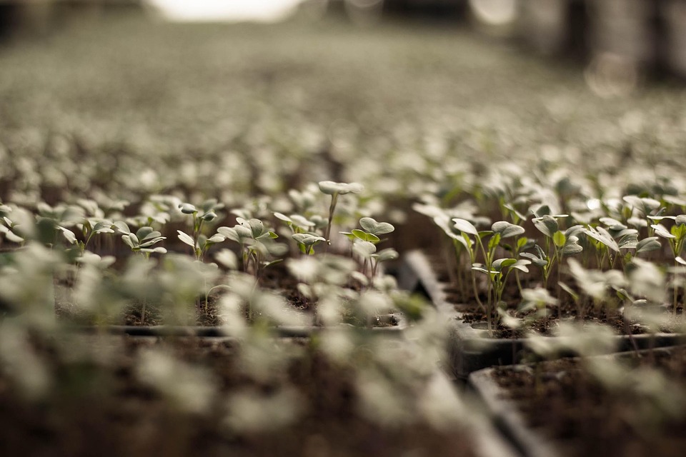 Essential Nursery Manager Resume Template: Stand Out in Your Job Application