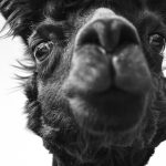 Essential Welfare Rights Adviser CV Template: Stand Out in Your Job Application