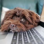 Crafting an Impactful Cover Letter for Science Communicators: Tips and Best Practices