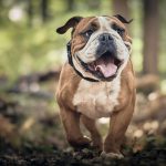 Essential Dog Groomer CV Template: Stand Out in the Pet Care Industry