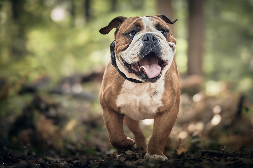 Essential Dog Groomer CV Template: Stand Out in the Pet Care Industry