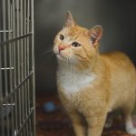 Essential Interview Tips for Aspiring Veterinary Surgeons: A Comprehensive Guide