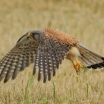 Crafting the Perfect Cover Letter for Wildlife Conservationists: Tips and Examples for Success