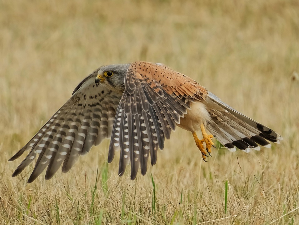 Crafting the Perfect Cover Letter for Wildlife Conservationists: Tips and Examples for Success