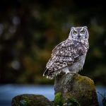 Essential Wildlife Conservationist Resume Template: Stand Out in Your Conservation Career