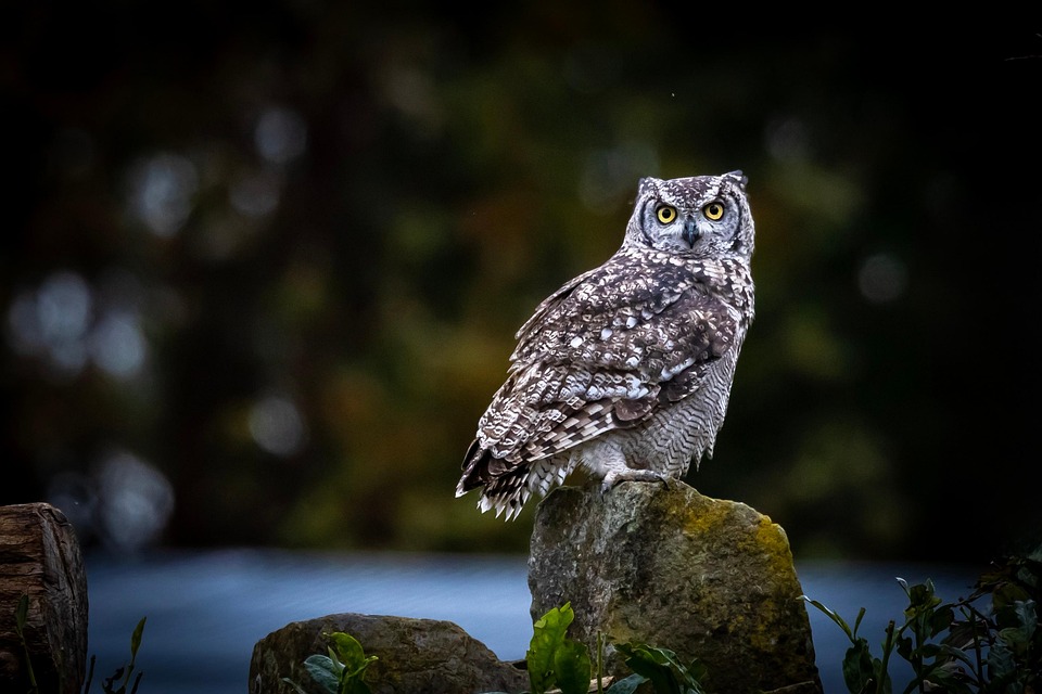 Essential Wildlife Conservationist Resume Template: Stand Out in Your Conservation Career