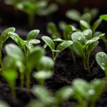 Crafting an Impressive Cover Letter for Sustainability Consultant Roles: Tips and Best Practices
