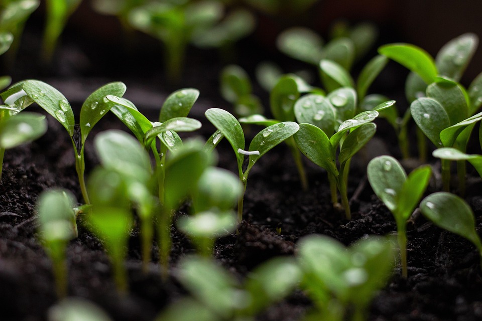 Crafting an Impressive Cover Letter for Sustainability Consultant Roles: Tips and Best Practices