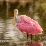 Essential Career Roadmaps for Aspiring Wildlife Conservationists: A Comprehensive Guide