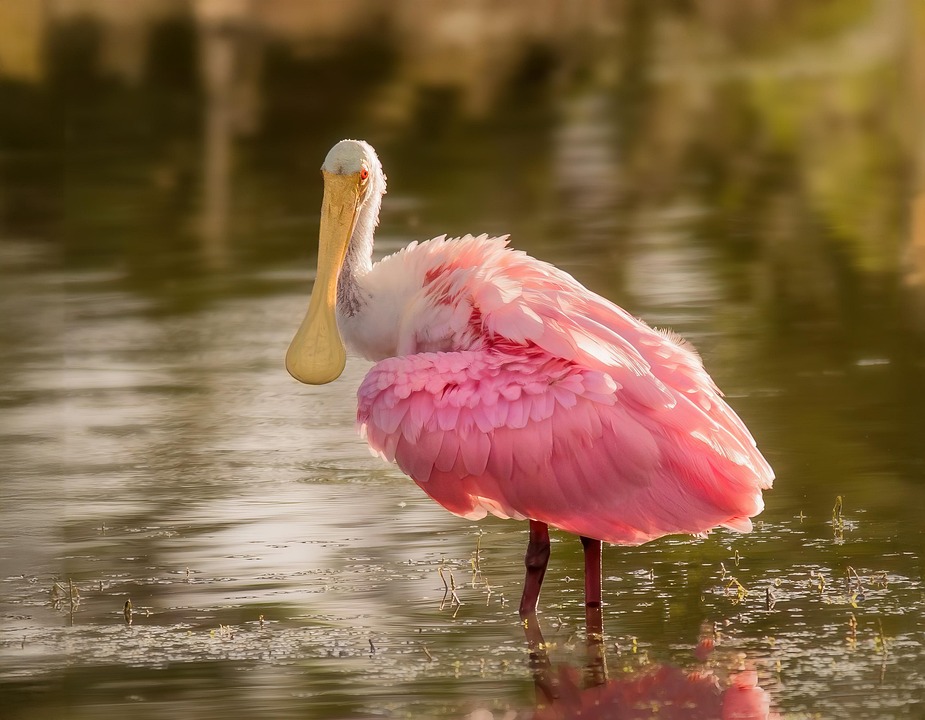 Essential Career Roadmaps for Aspiring Wildlife Conservationists: A Comprehensive Guide