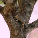 Essential Interview Guides for Aspiring Wildlife Conservationists: Tips and Insights