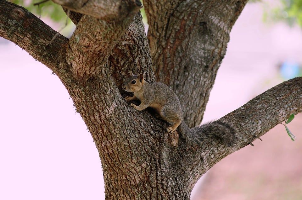 Essential Interview Guides for Aspiring Wildlife Conservationists: Tips and Insights