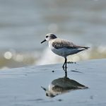 Essential Interview Guides for Aspiring Management Accountants: Tips and Strategies for Success