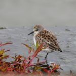 Crafting the Perfect Cover Letter for Management Accountant Roles: Tips and Examples