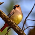 Exploring Career Roadmaps for Park Rangers: Your Guide to a Rewarding Outdoor Profession