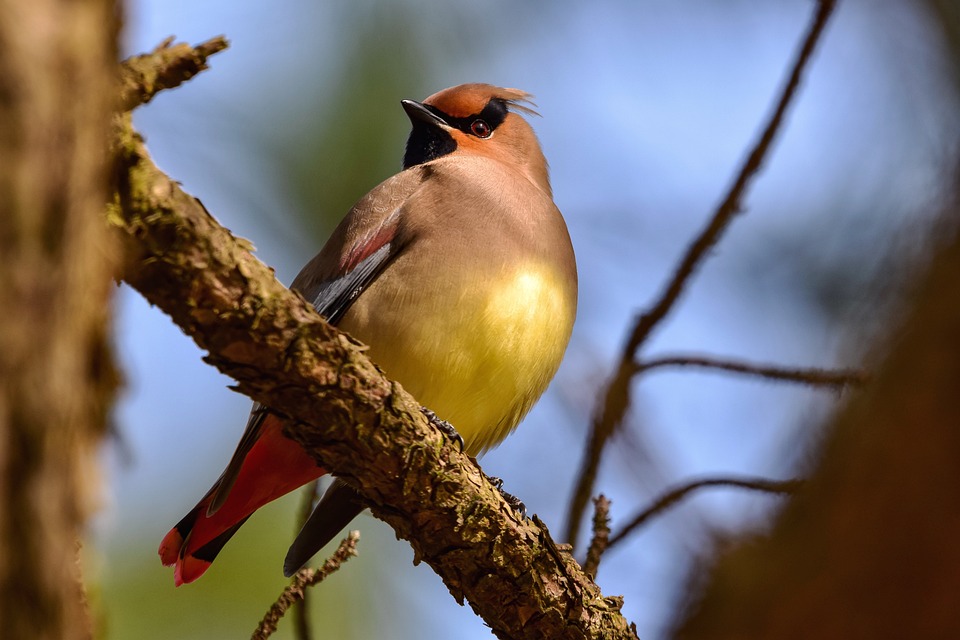 Exploring Career Roadmaps for Park Rangers: Your Guide to a Rewarding Outdoor Profession