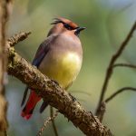 Essential Interview Tips for Aspiring Park Rangers: A Comprehensive Guide