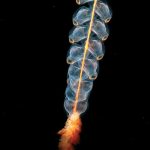 Navigating Your Career as a Marine Biologist: Essential Roadmaps for Success