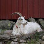 Essential Nanny Interview Guides: Top Tips for Finding the Perfect Childcare Professional