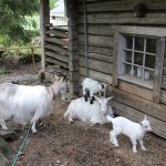 Crafting an Impressive Nanny Cover Letter: Tips for Success in the UK