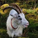 Essential Nanny CV Template: Create a Winning Resume to Land Your Dream Job