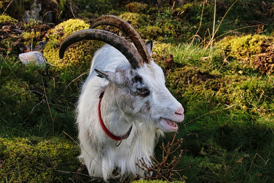 Essential Nanny CV Template: Create a Winning Resume to Land Your Dream Job