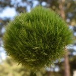 Navigating Your Career Roadmap as a Florist: A Comprehensive Guide to Success in the Floral Industry