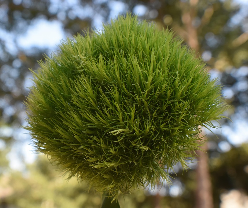 Navigating Your Career Roadmap as a Florist: A Comprehensive Guide to Success in the Floral Industry