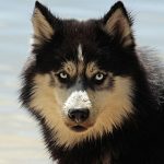 Essential Career Roadmaps for Aspiring Dog Groomers: Your Guide to Success in the UK