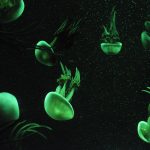 Navigating Your Career: Essential Roadmaps for Aspiring Life Coaches