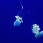 How to Craft an Impressive Cover Letter for Marine Biologist Positions: Tips and Examples