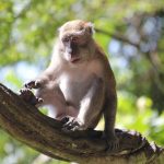 Navigating Your Career as a Pet Sitter: A Comprehensive Roadmap for Success