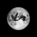 Essential Flight Attendant Interview Guide: Tips and Tricks for Success