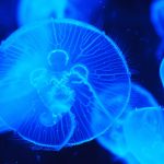 Essential Marine Biologist CV Template: Crafting an Impressive Resume for Your Career