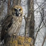 Essential Interview Guide for Veterinary Nurses: Tips and Techniques to Secure Your Dream Job