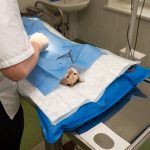 Essential Veterinarian CV Template: Crafting the Perfect Resume for Animal Care Professionals