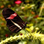 Crafting the Perfect Cover Letter for Postman: Essential Tips for UK Applicants